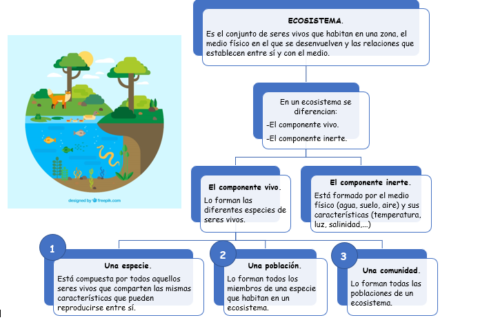Funcionamiento De Un Ecosistema Ecosistemas Mapa Conceptual Sinoptico