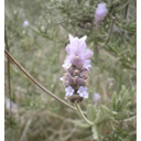 Salvia lavandulifolia o espliego