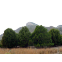 Juniperus phoenicea o sabina mora