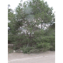 Pinus halepensis o pino carrasco